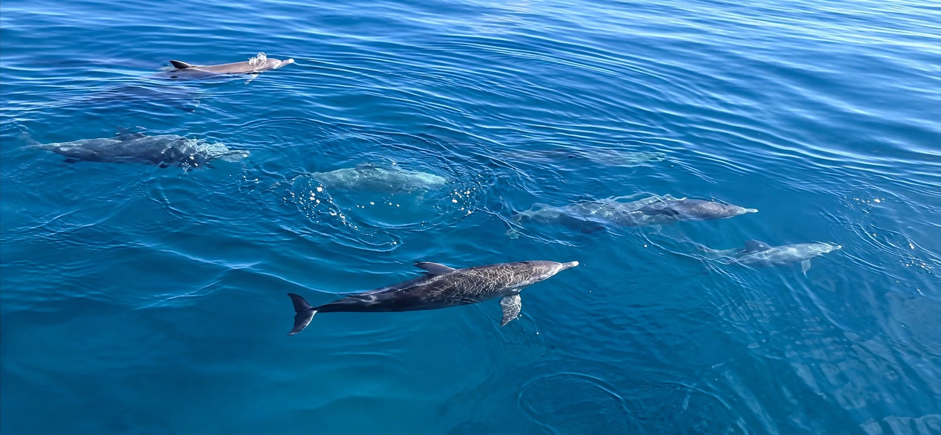 Dolphins swimming in crystal clear Mauritian waters