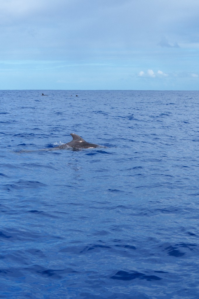 Dolphin dorsal fin breaking the surface in the open Mauritian ocean