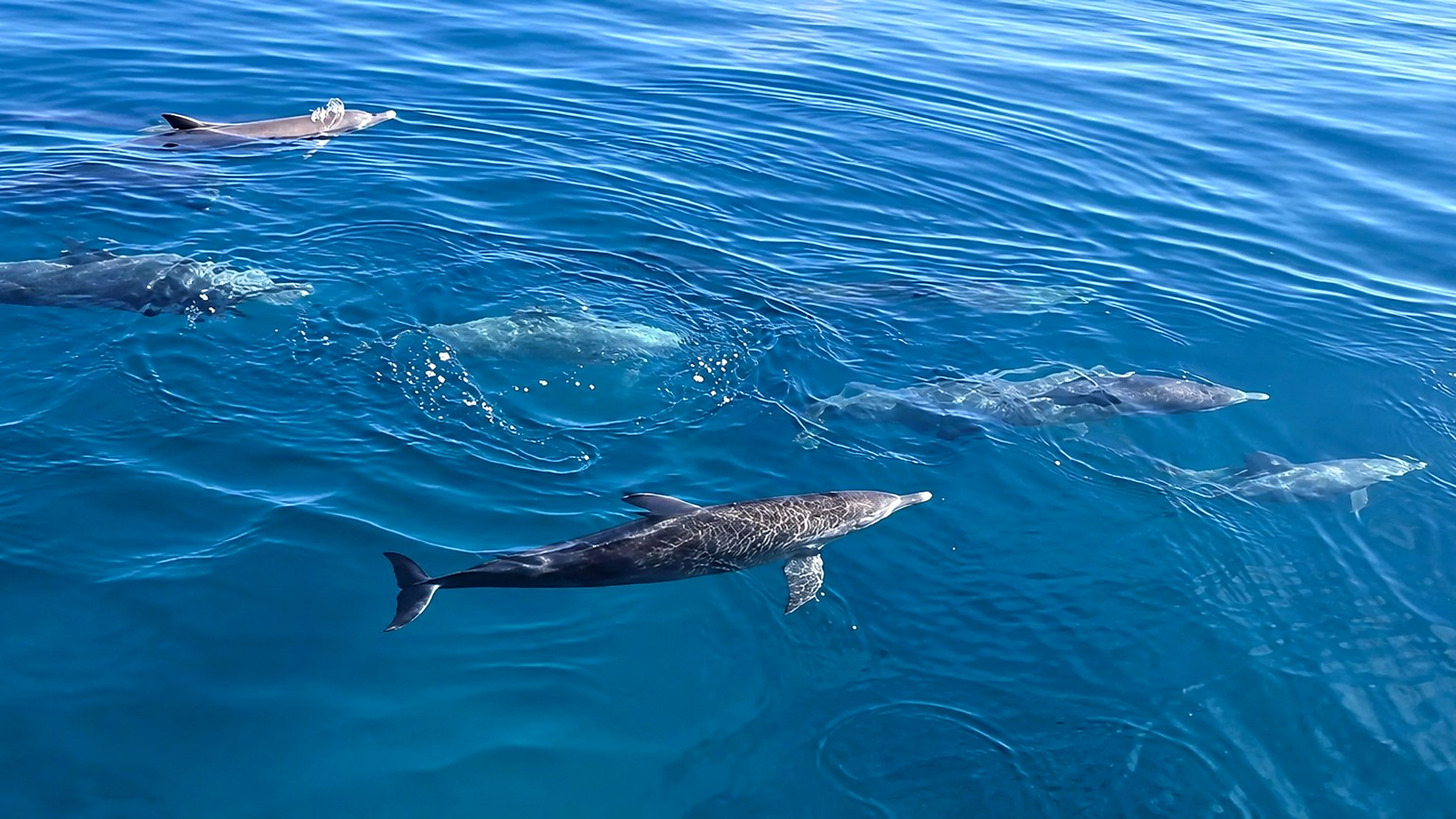 Dolphins swimming in clear Mauritian waters during a private boat tour