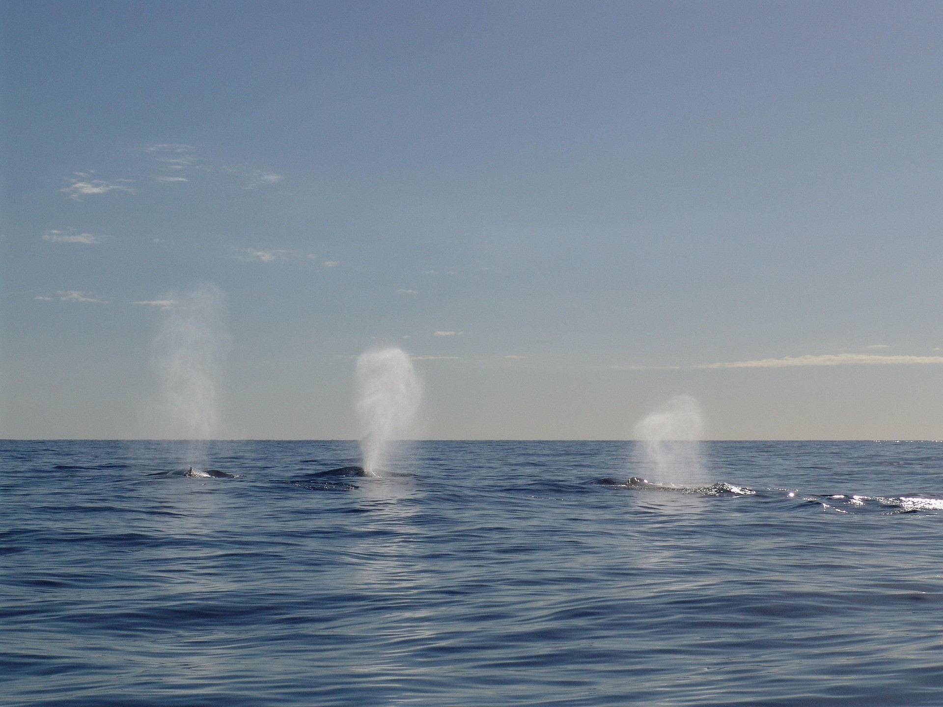 Whales spouting in the open Mauritian ocean