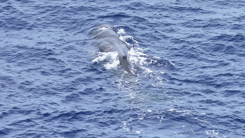 A large whale swimming just below the surface of the deep blue ocean, creating white foam as it surfaces